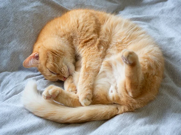 Close Red Haired Domestic Sleeping Cat Lying Gray Blanket Its — Stock Photo, Image