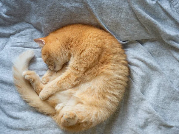 Close Red Haired Domestic Sleeping Cat Lying Gray Blanket Its — Stock Photo, Image