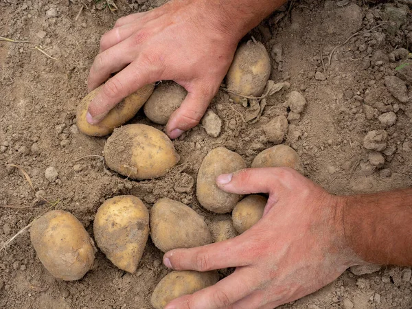 Primer Plano Las Patatas Grandes Frescas Excavadas Del Suelo Manos — Foto de Stock