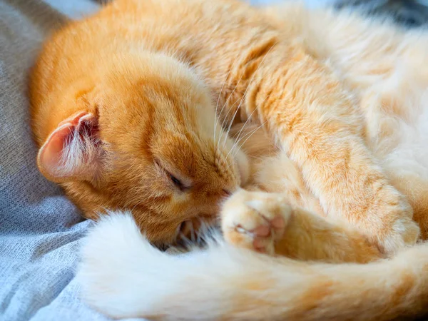 Close Cute Red Haired Domestic Cat Sleeping Gray Blanket Beautiful — Stock Photo, Image