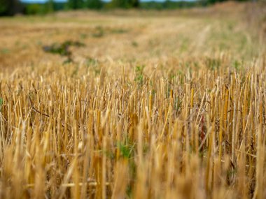 Olgun buğday tarlasına yakın çekim. Alt görünüm, seçici odaklanma, hasat konsepti