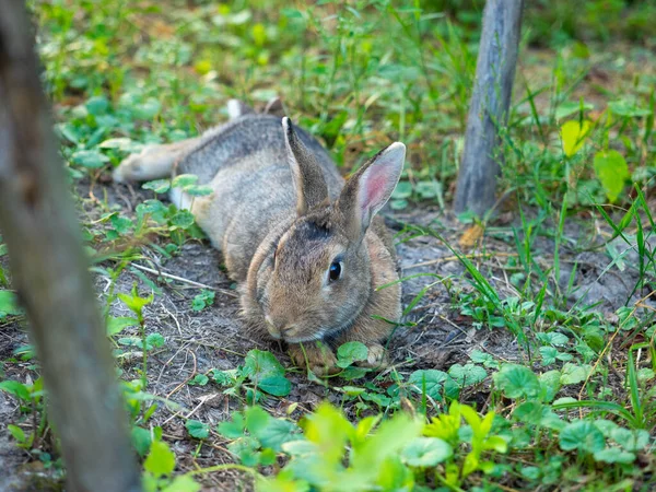 Gros Plan Mignon Petit Lapin Souhaitant Dans Herbe Été Mignon — Photo