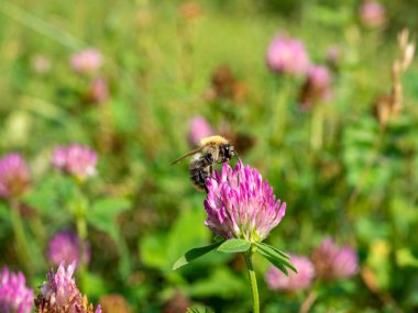 Yazın yeşil bir çayırda yonca çiçeğinin üzerinde oturan arıya yakın plan. Arka plan bulanık. seçici odak