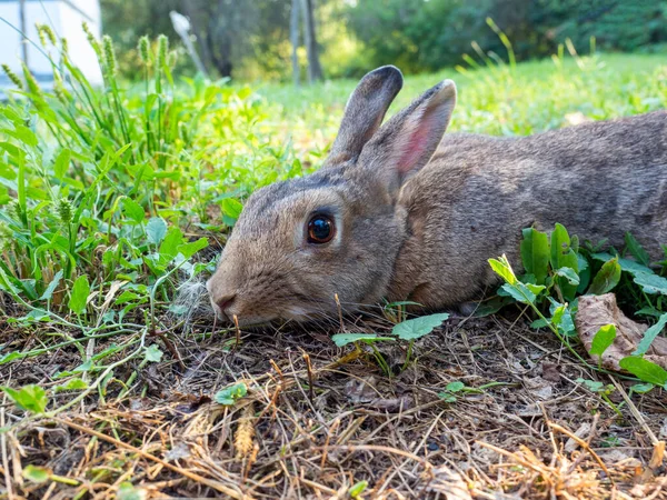 一个美丽可爱的兔子在夏天躺在绿草上的特写 兔子把耳朵往后压 模糊的背景 侧视图 — 图库照片