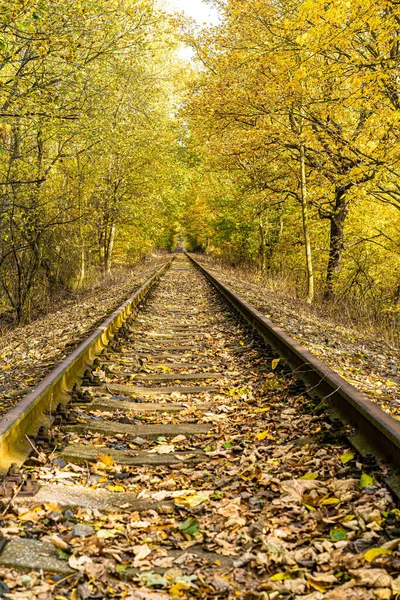 Eisenbahn Der Perspektive Zwischen Vergilbten Bäumen Mit Fallenden Blättern Einem — Stockfoto