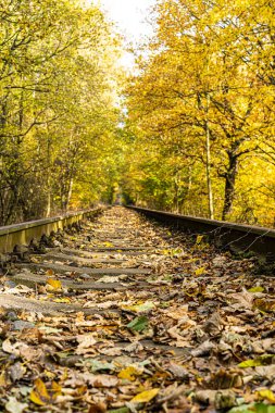 Güneşli bir sonbahar gününde yaprakları dökülen sarı ağaçlar arasındaki perspektifte demiryolu.