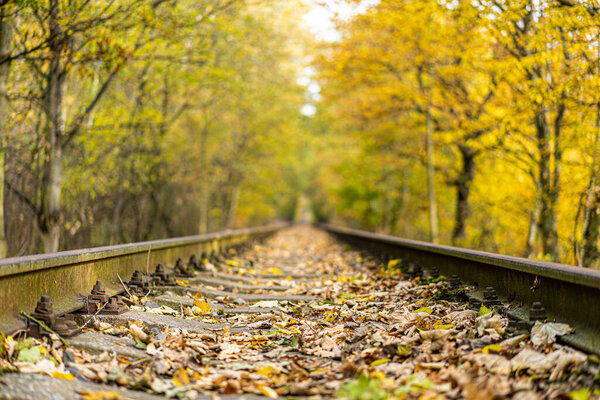 Железная дорога в перспективе между пожелтевшими деревьями с опавшими листьями в солнечный осенний день.