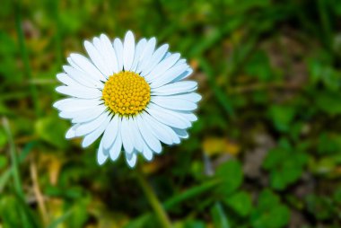 Daisy flower from above. White daisy flower - bruise, blow seen from above on a background of grass