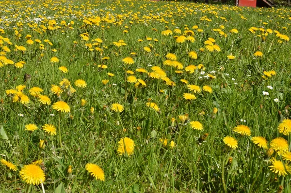 Bright blooming yellow dandelions in the meadow close up. — Stok fotoğraf