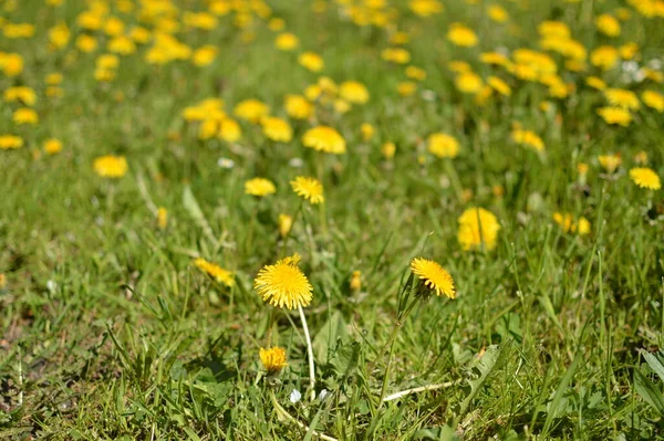 Bright blooming yellow dandelions in the meadow close up. — Stockfoto