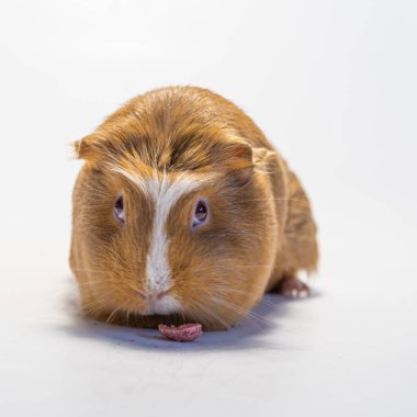 Beyaz arka plandaki kobay faremiz, evcil hayvanlarımız