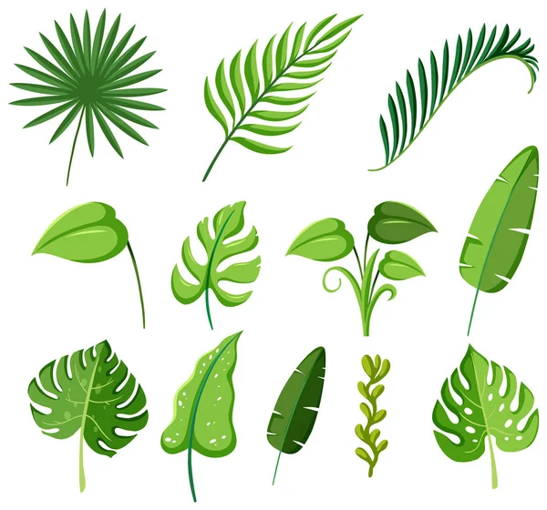 一套热带植物叶图 — 图库矢量图片