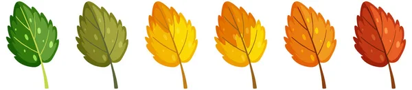 Set Leaves Different Season Illustration — Stock Vector