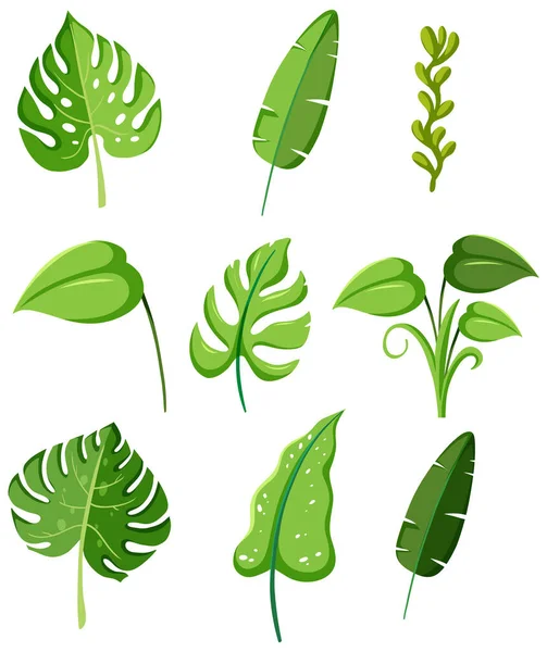 Tropikal Yeşil Bitkiler Çizim Yapar — Stok Vektör