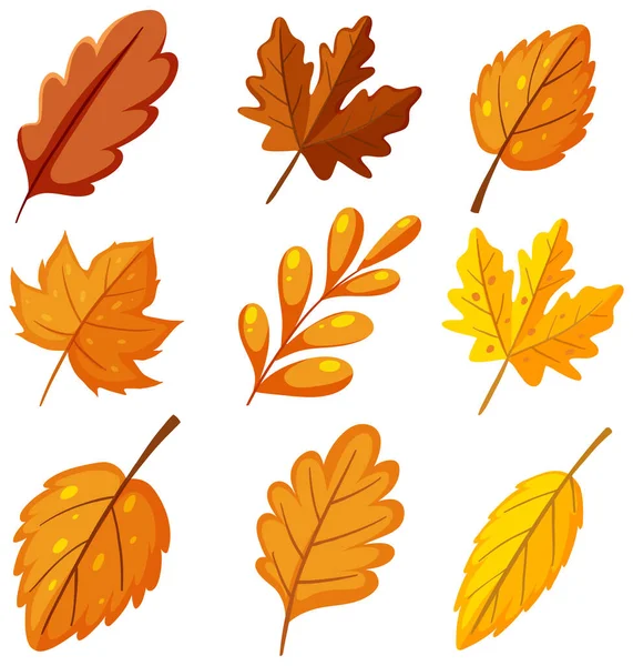 オレンジの秋の植物の葉のイラストのセット — ストックベクタ