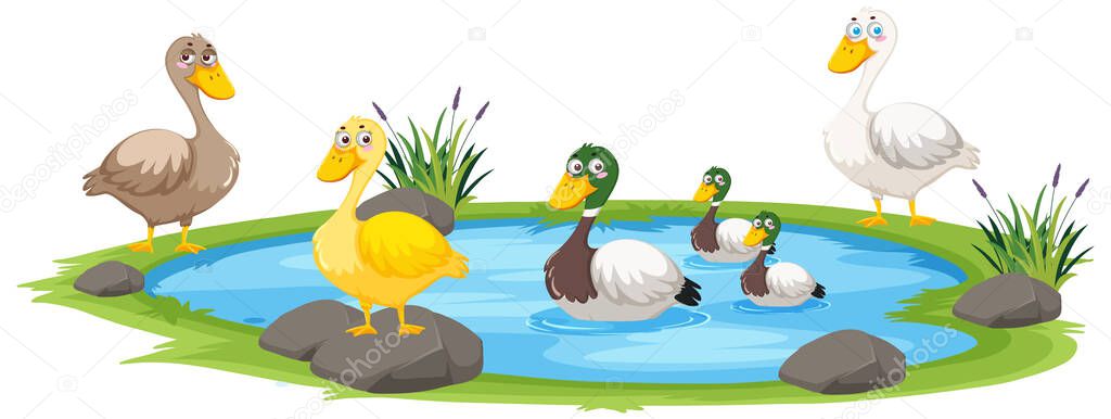 Duck in the pond on white background illustration