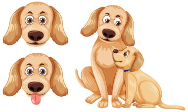 Bir grup Golden retriever köpeği izole edilmiş.