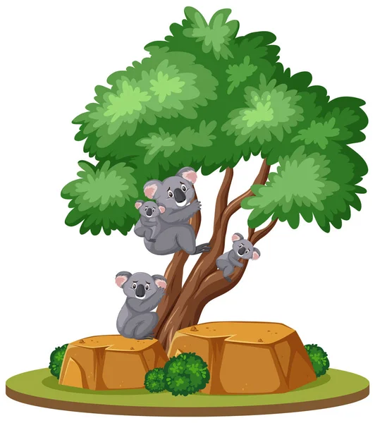 Koala Fán Fehér Háttér Illusztráció — Stock Vector