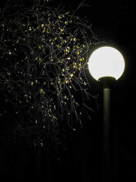 Straatlamp Takken Nachts Low Key — Stockfoto