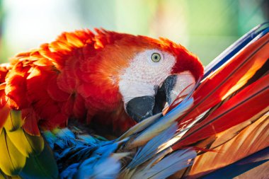 Güzel Red Macaw Papağanı tüylerini gagasıyla temizliyor.