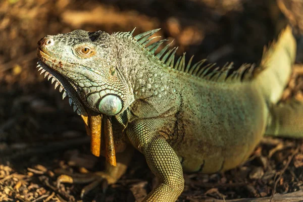 Iguane reptile vert se prélassant au soleil sur le sol forestier — Photo