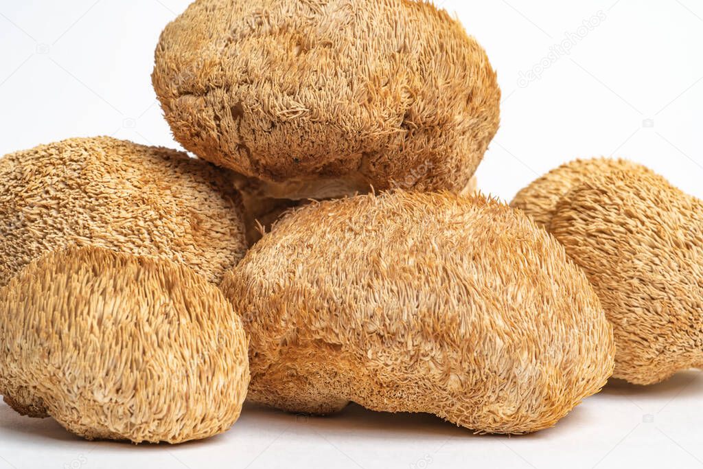 Dried Lions Mane mushrooms or Hericium Erinaceus also called bearded tooth fungus, monkey head mushroom, yamabushitake