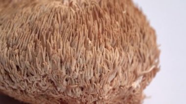 Kurutulmuş Aslan Mantarı ya da Hericium Erinaceus da sakallı diş mantarı, maymun kafası mantarı, yamabushitake olarak bilinir.
