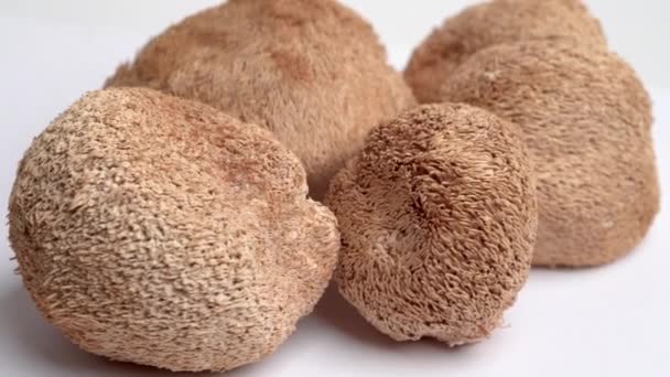 Gedroogde Leeuwen Mane paddenstoelen of Hericium Erinaceus ook wel bebaarde tand schimmel, aap hoofd paddenstoel, yamabushitake — Stockvideo