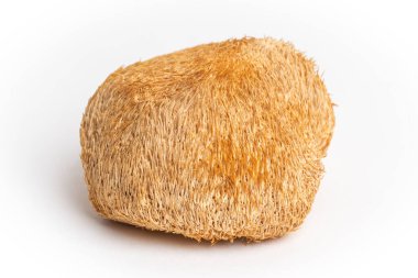 Kurutulmuş Aslan Mantarı ya da Hericium Erinaceus da sakallı diş mantarı, maymun kafası mantarı, yamabushitake olarak bilinir.