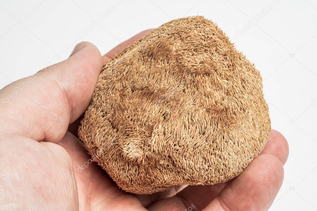 Dried Lions Mane mushroom in male hand close up, macro photo