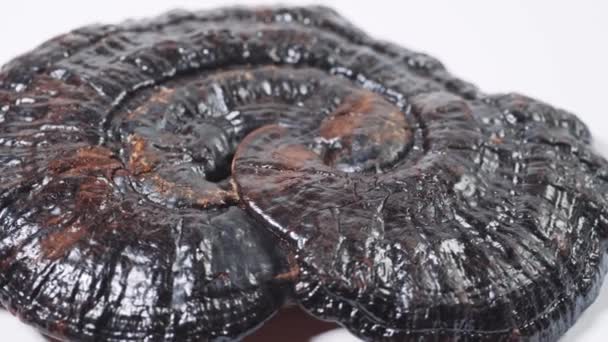 Lingzhi séché ou Ganoderma Lucidum ou Reishi rotation macro séquences, herbes pour la santé — Video