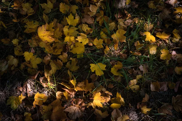 Золотистые Живые Опадающие Листья Земле Лесу Лес Красочной Золотой Листвы — стоковое фото