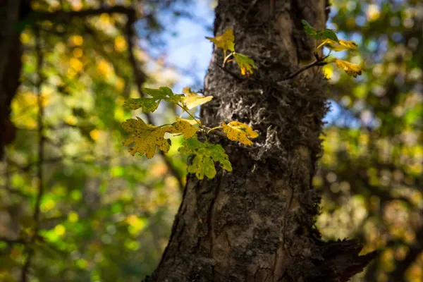 美丽的景色和五彩缤纷的秋天森林 秋天美丽的树 阿塞拜疆自然基金会 — 图库照片