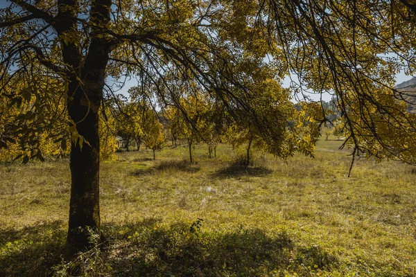 Tolle Aussicht Mit Farbenfrohem Herbstwald Schöne Bäume Der Herbstsaison Aserbaidschanische — Stockfoto