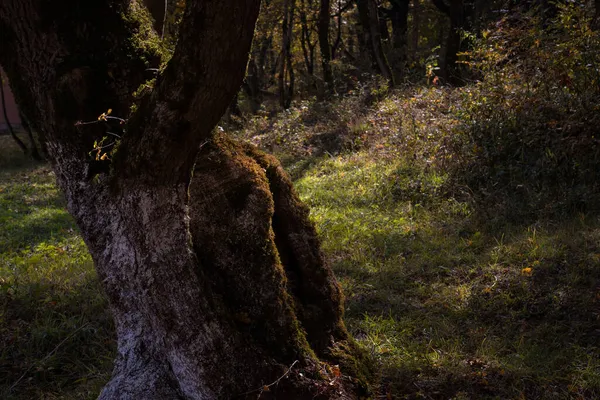 Vista Incrível Com Floresta Outono Colorido Belas Árvores Época Outono — Fotografia de Stock