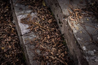 Ormandaki taş zemine altın renginde yapraklar dökülüyor. Renkli altın yapraklı bir orman. Doğa.