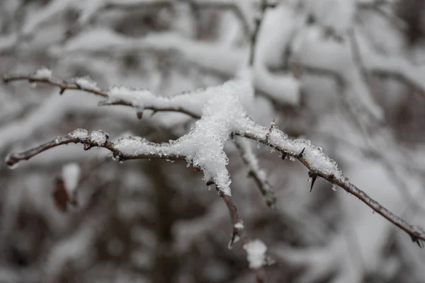 新鮮な雪で覆われた山の中で冬の木 雪に覆われた閉鎖木の枝 コーカサスの山岳道路 アゼルバイジャン — ストック写真