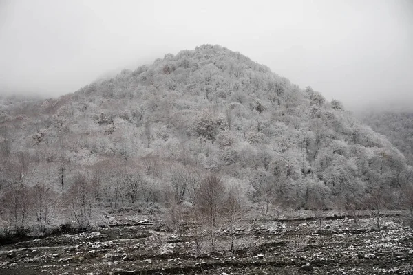 Alberi Invernali Montagne Coperte Neve Fresca Bellissimo Paesaggio Nebbioso Con — Foto Stock