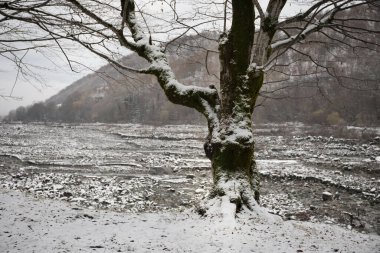 Dağlardaki kış ağaçları taze karla kaplıdır. Ağaç dallarının karla kaplı olduğu güzel bir manzara. Kafkasya 'daki dağ yolunda. Azerbaycan