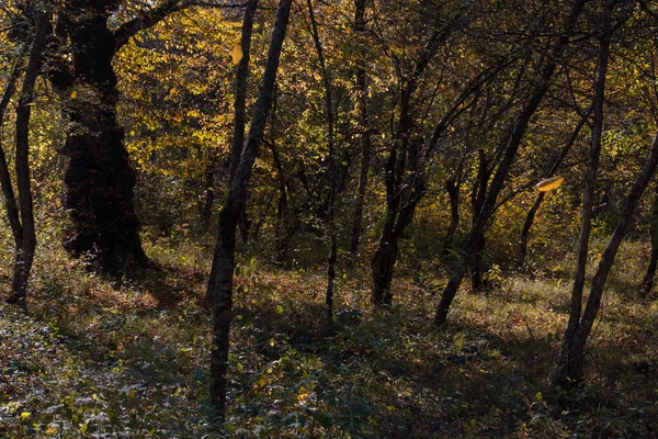 Amazing View Colorful Autumn Forest Beautiful Trees Fall Season Azerbaijan — Stock Photo, Image