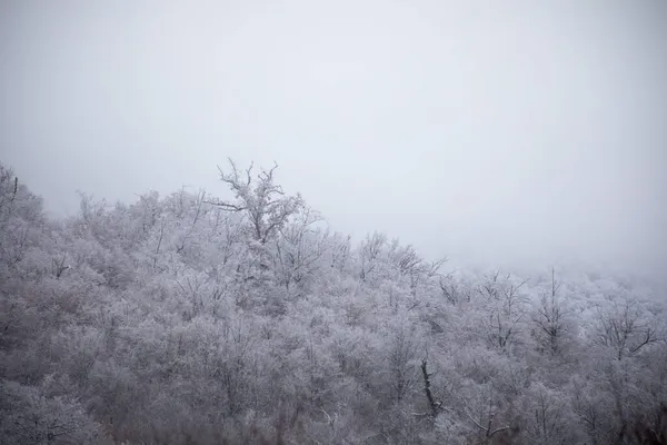 高山上的冬树 覆盖着新鲜的雪 多雾的美丽风景 树枝被雪覆盖 高加索的山路 阿塞拜疆 — 图库照片