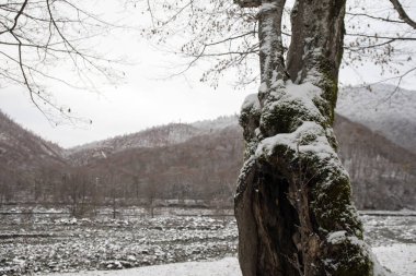 Dağlardaki kış ağaçları taze karla kaplıdır. Ağaç dallarının karla kaplı olduğu güzel bir manzara. Kafkasya 'daki dağ yolunda. Azerbaycan