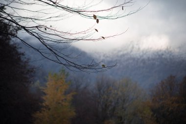 Günbatımında asfalt dağ yolu olan renkli sonbahar ormanıyla muhteşem bir manzara. Sonbaharda akşamları boş yollar, ağaçlar ve güneş ışığı olan güzel bir manzara. Seyahat geçmişi. Doğa