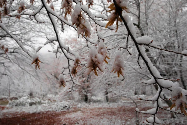Árboles Invierno Montañas Cubiertas Nieve Fresca Primeros Planos Ramas Árboles —  Fotos de Stock