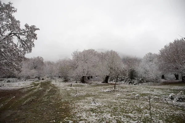 Vinterträd Berg Täckta Med Nysnö Vackert Landskap Med Grenar Träd — Stockfoto