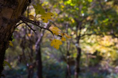 Renkli sonbahar ormanıyla muhteşem bir manzara. Sonbahar mevsiminde güzel ağaçlar. Azerbaycan Doğası