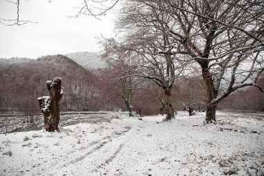 Dağlardaki kış ağaçları taze karla kaplıdır. Ağaç dallarının karla kaplı olduğu güzel bir manzara. Kafkasya 'daki dağ yolunda. Azerbaycan