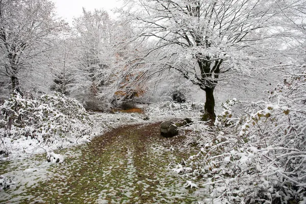Árvores Inverno Montanhas Cobertas Neve Fresca Bela Paisagem Com Ramos — Fotografia de Stock