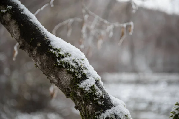 新鮮な雪で覆われた山の中で冬の木 雪に覆われた木々の枝と美しい風景 コーカサスの山岳道路 アゼルバイジャン — ストック写真