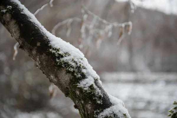 高山上的冬树 覆盖着新鲜的雪 美丽的风景 树枝被雪覆盖 高加索的山路 阿塞拜疆 — 图库照片